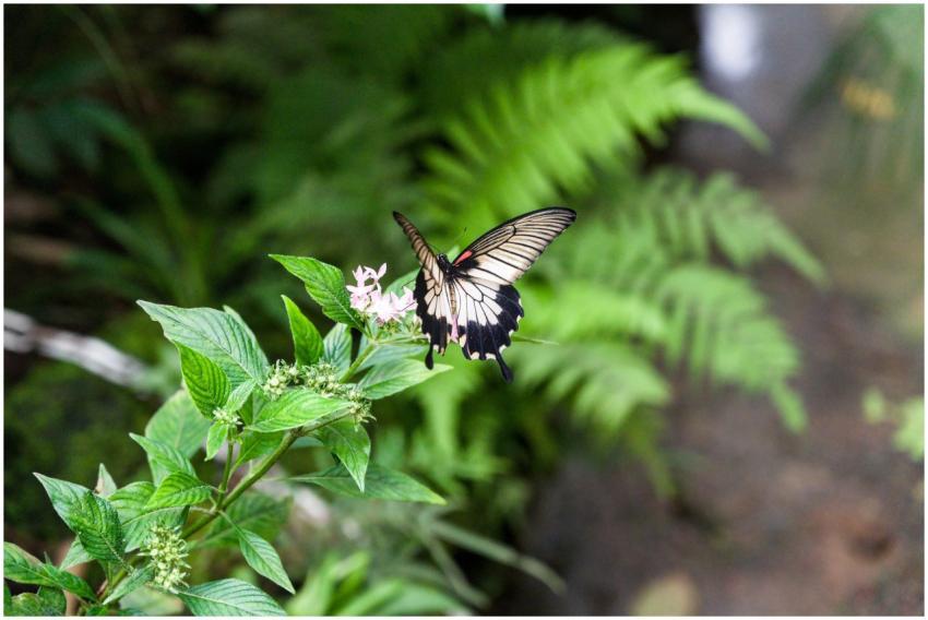A graceful Swallowtail butterfly rests on a vibran