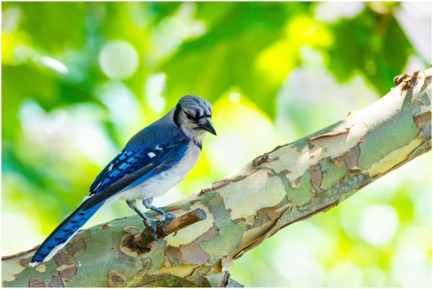 A striking blue jay perched on a tree branch, capt