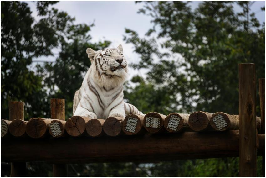 Free stock photo of animals, nature, stripes