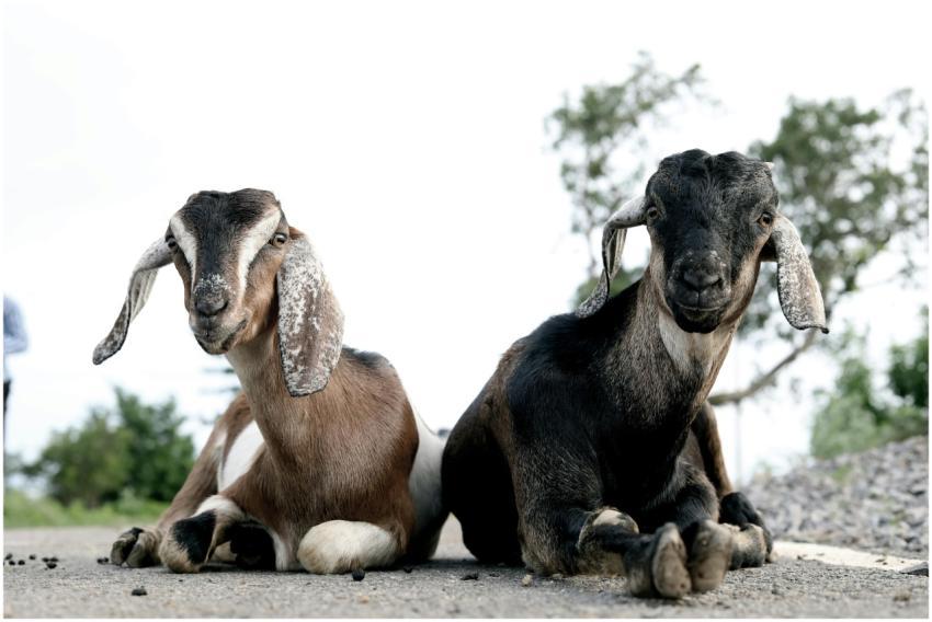 Two goats lying on a rural road in Lalakapa, India
