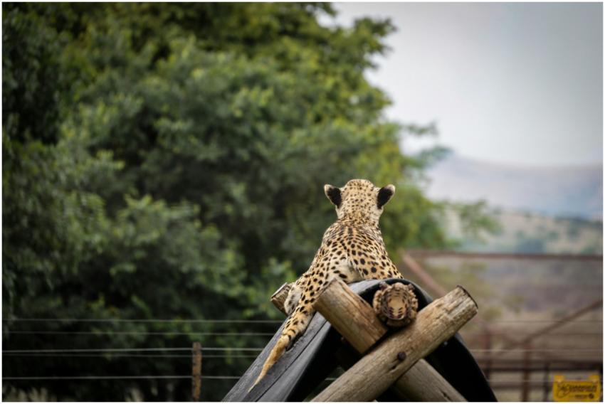 Free stock photo of animals, cheetah, dots