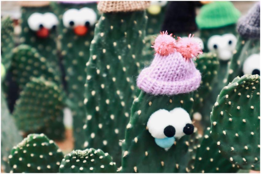 Playful cacti adorned with knitted hats and googly