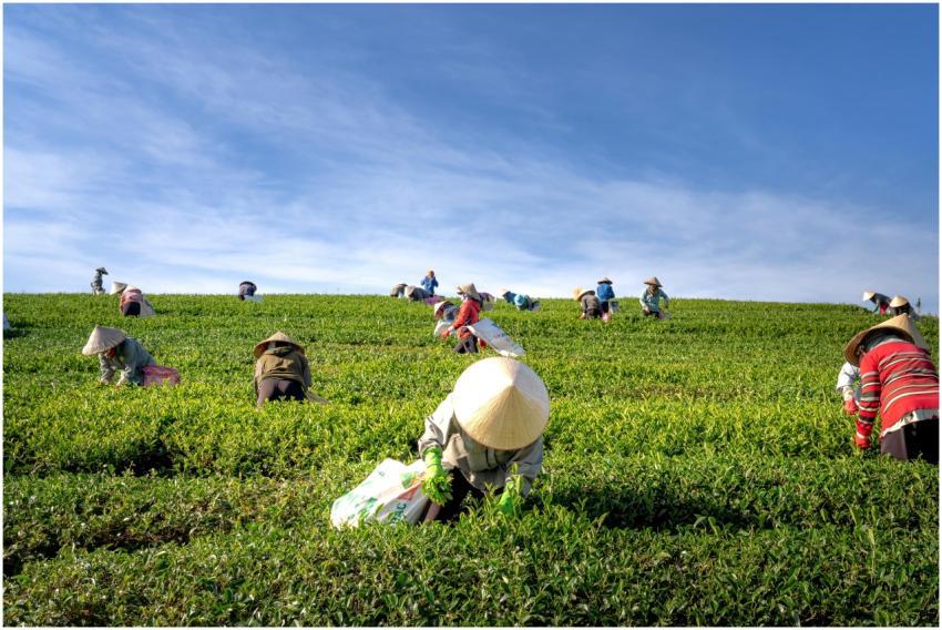 A group of farmers harvesting tea leaves in a verd