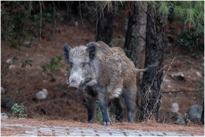 A wild boar standing on forest flooring with trees