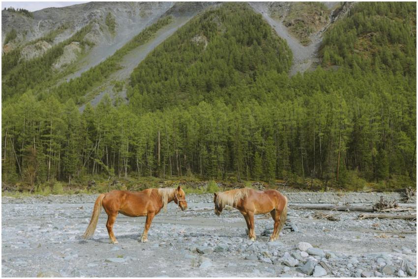 Two brown horses standing on rocky terrain against