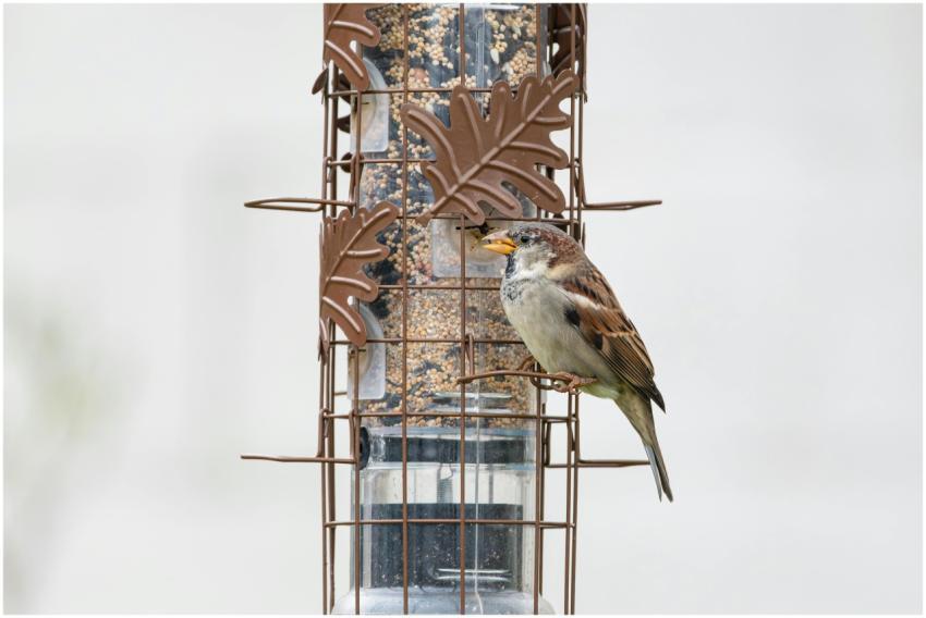 Free stock photo of cardinal, dove