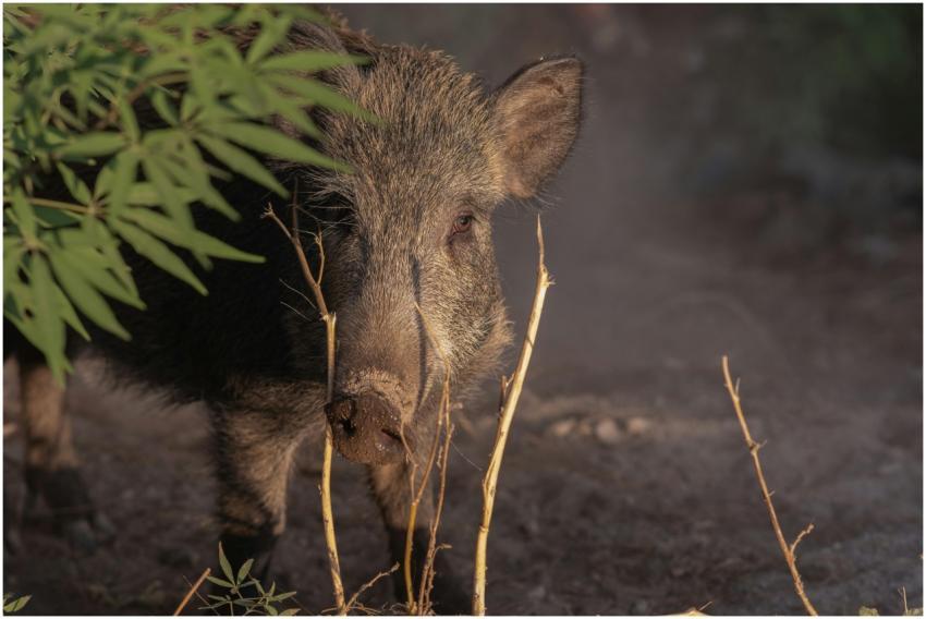 A wild boar forages in the natural setting of Born
