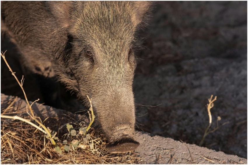 Wild boar foraging in natural habitat in Bornova,