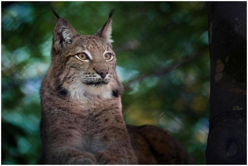 Close-up portrait of a lynx in its natural habitat