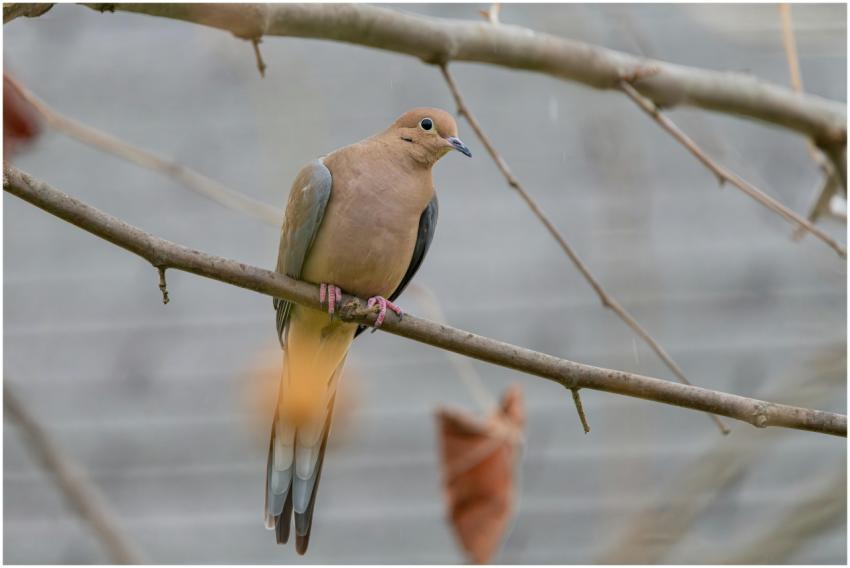 Free stock photo of cardinal, dove