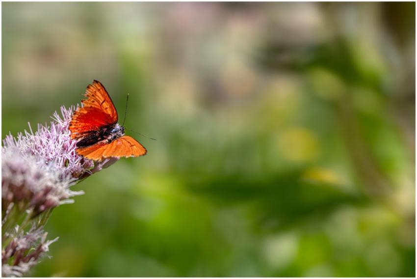 A vibrant orange butterfly perches delicately on a