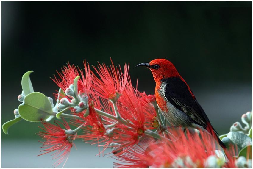 Close-up of a Scarlet Honeyeater perched on vibran