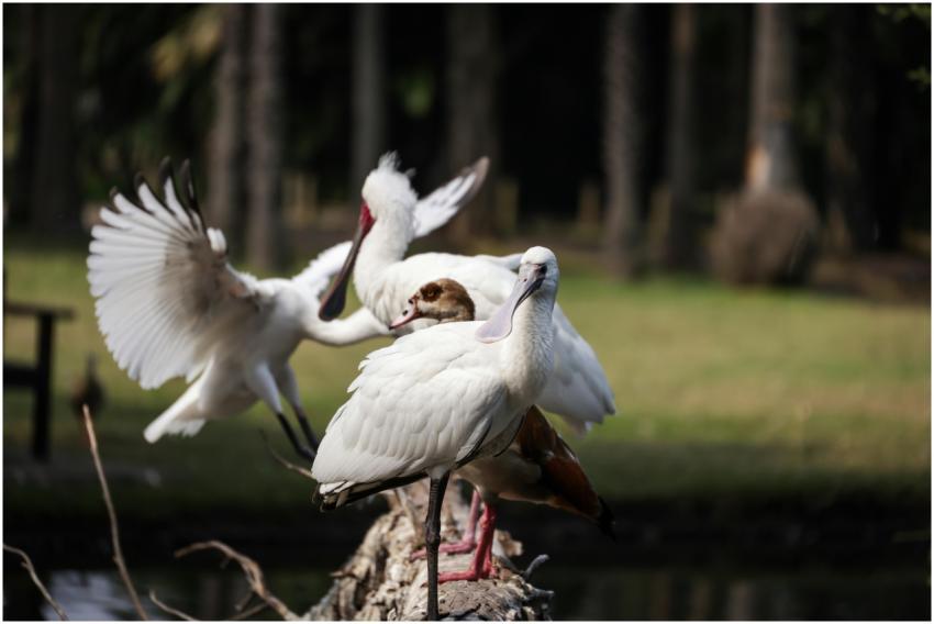 A group of spoonbills interacts on a log in a sere