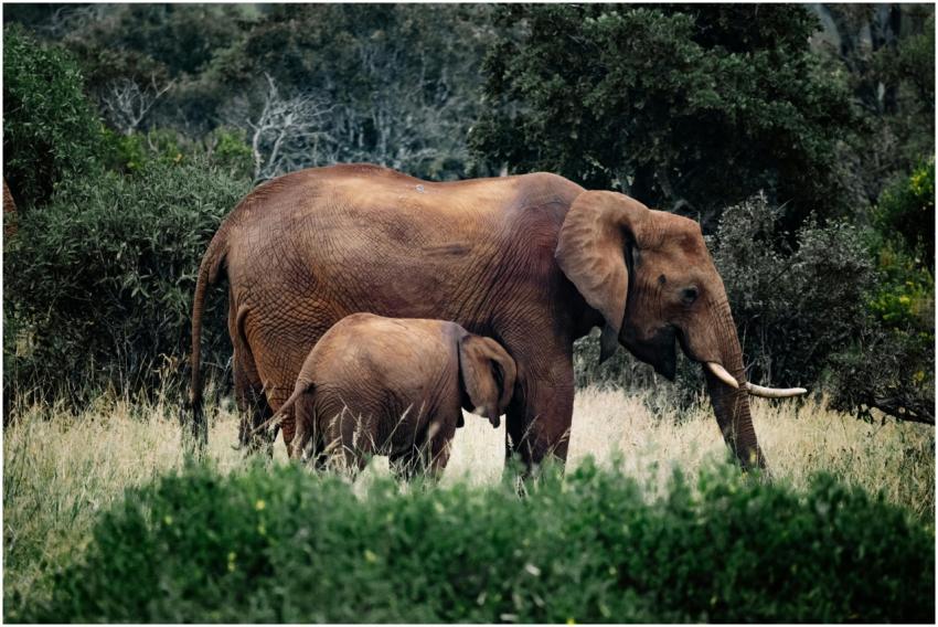 African elephants grazing in a lush grassland, sho