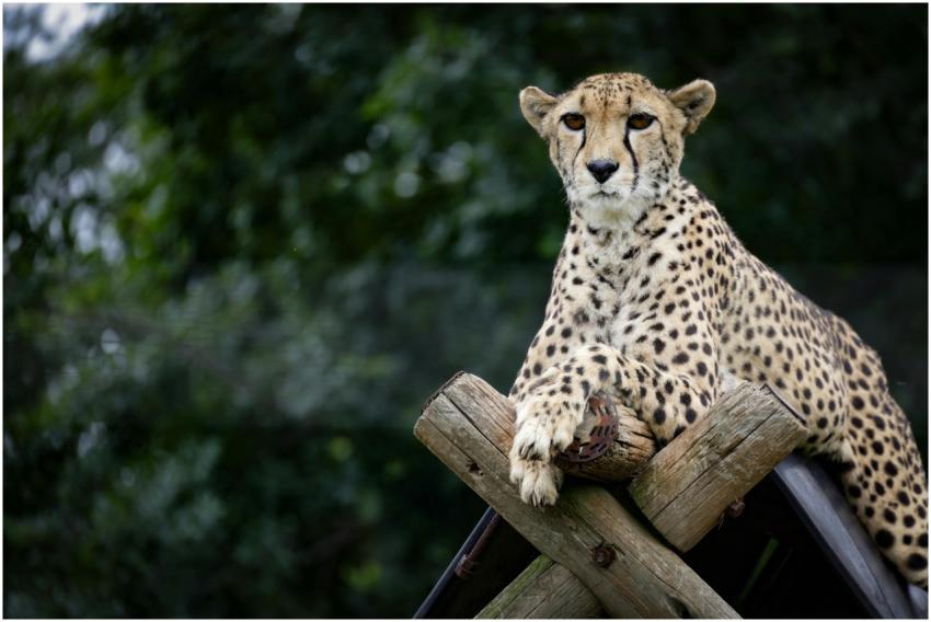 Free stock photo of animals, cheetah, dots