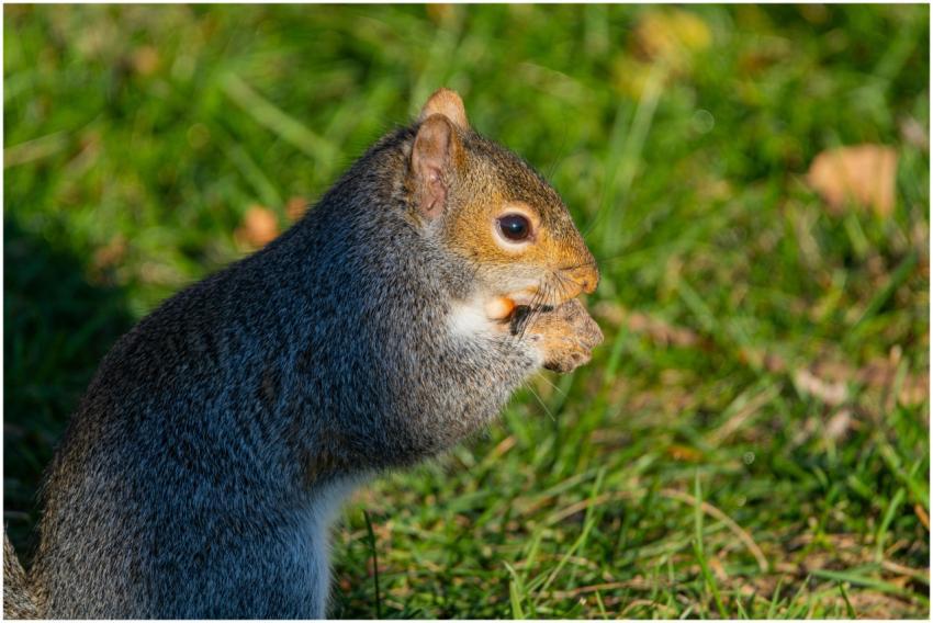 Eastern grey squirrel eating in a grassy area, pho