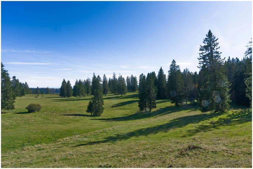 Picturesque landscape of green meadow and evergree