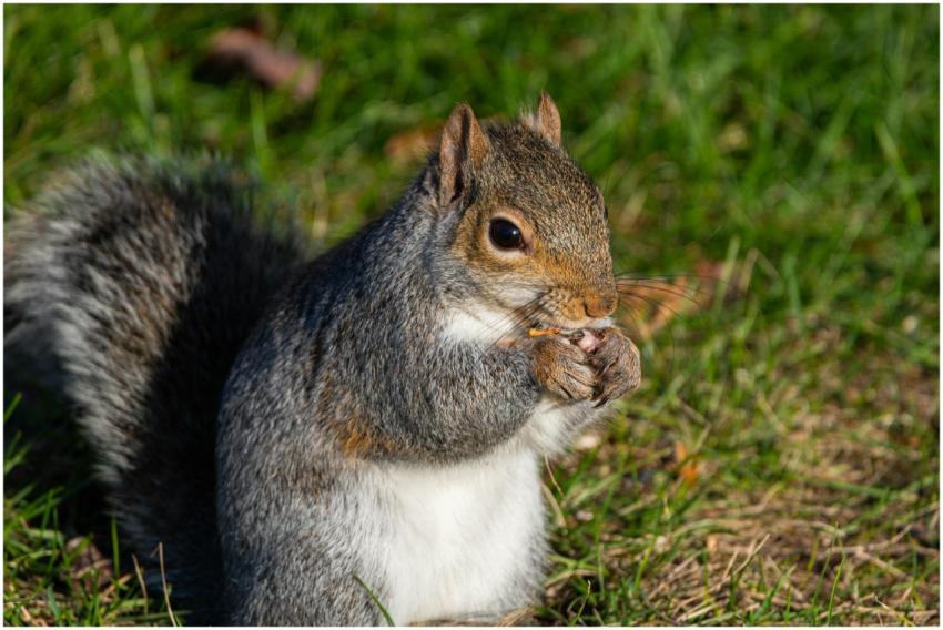 Close-up of an Eastern Grey Squirrel eating in Can
