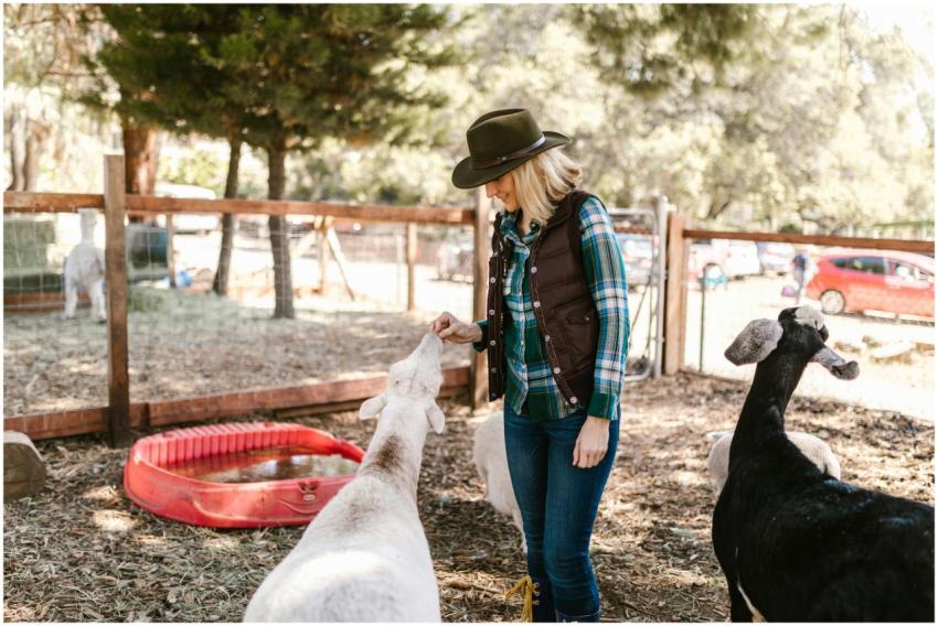 A woman with a hat feeding goats on a sunny farm d
