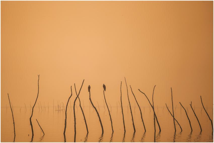 Two birds perched on sticks amid calm waters at su