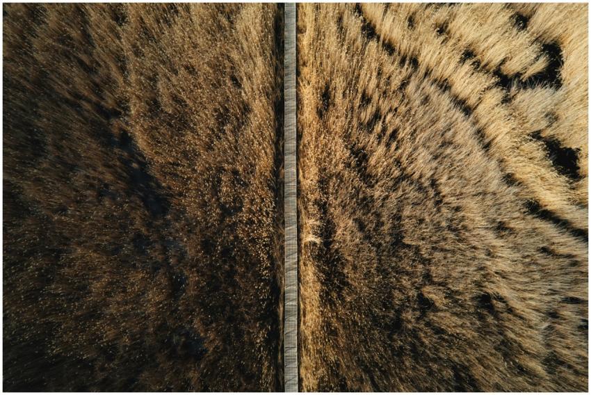 Drone shot of a long wooden boardwalk over marshy