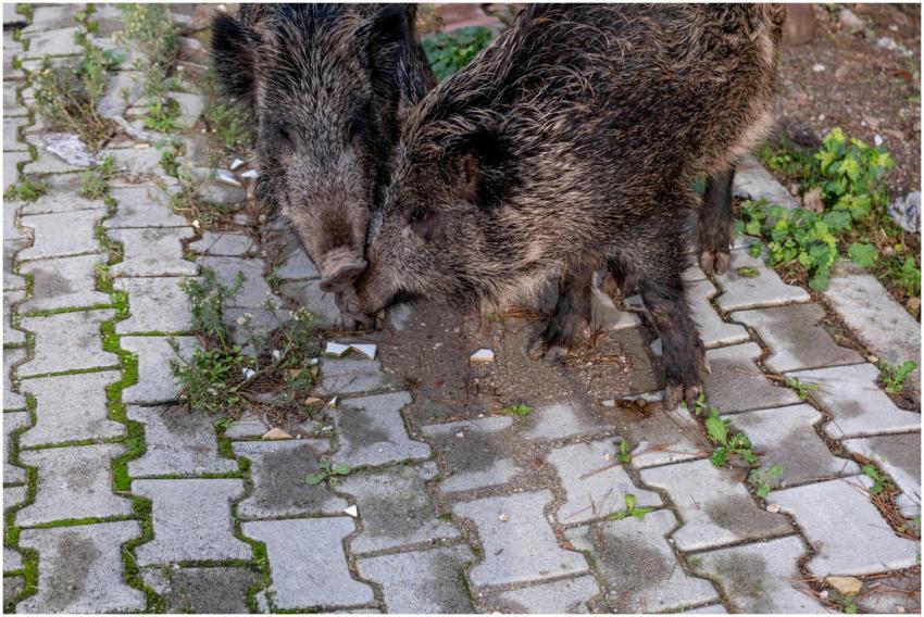 Two wild boars exploring an urban sidewalk, showca