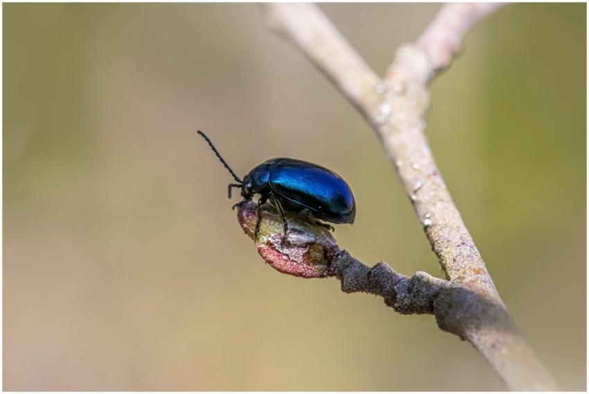 Detailed macro shot of a metallic blue beetle perc