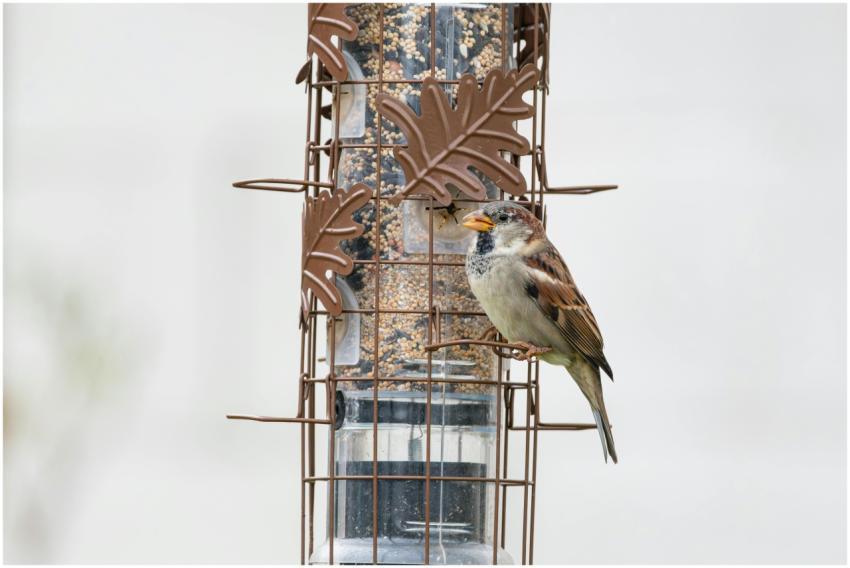 Free stock photo of cardinal, dove