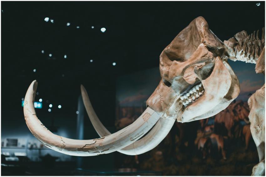 Detailed view of a mammoth skeleton's tusks and sk