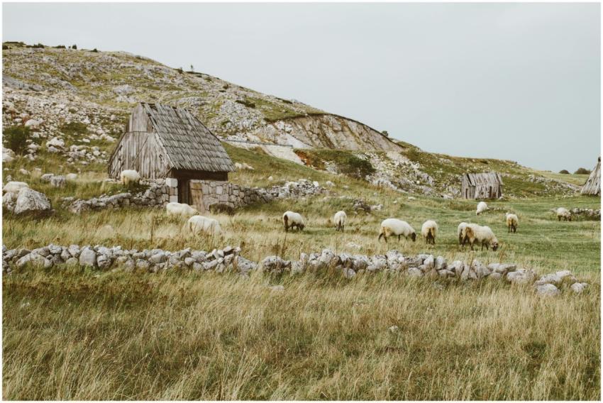Idyllic rural scene of sheep grazing near rustic s