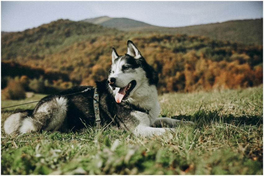 A Siberian Husky lies comfortably on grass with au