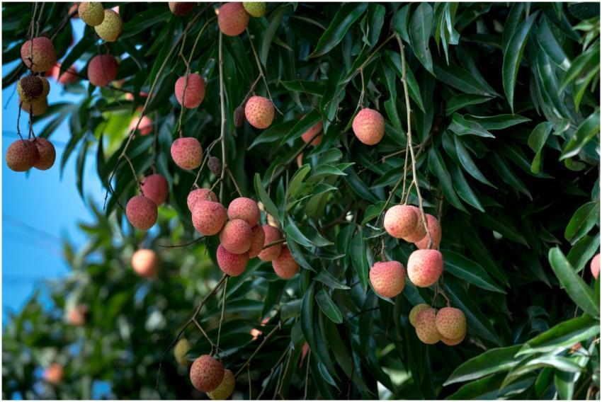 Close-up of ripe lychees on branches, showcasing t