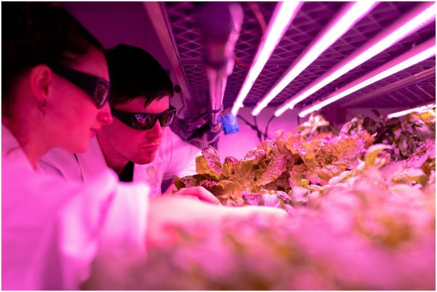 Scientists monitor plant growth under pink LED lig