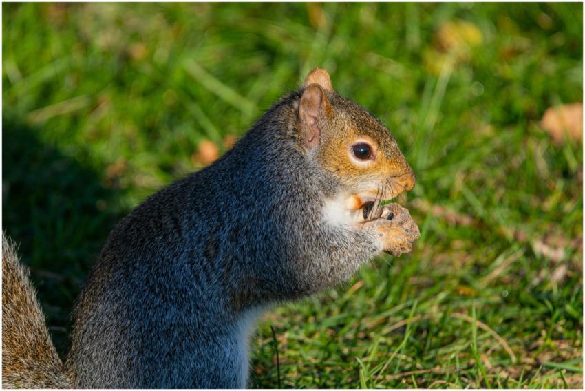 Free stock photo of cardinalis cardinalis, finch,