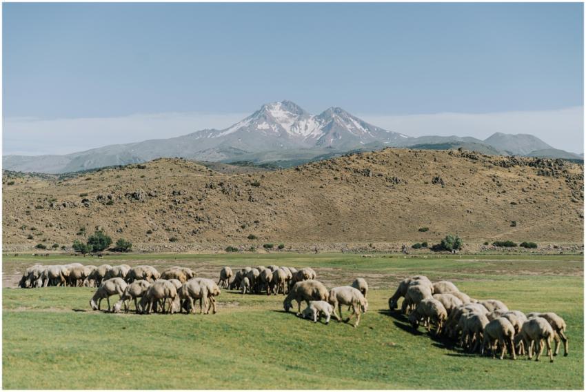 Flock of sheep grazing with a mountain backdrop in
