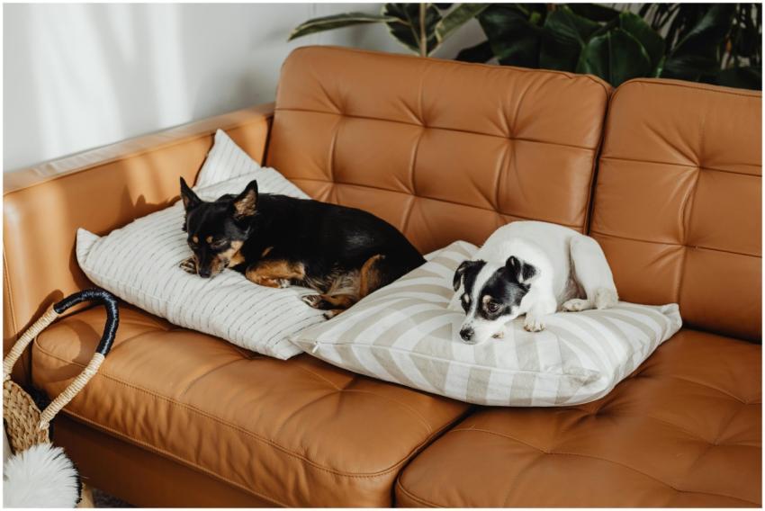 Two adorable dogs relaxing on pillows on a cozy le