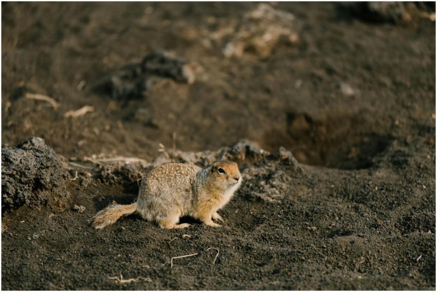 Eurasian ground squirrel on volcanic soil in Kamch