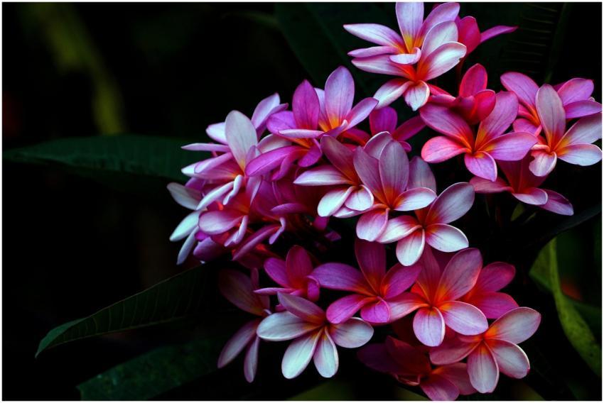 Vibrant Pink Plumeria Flowers