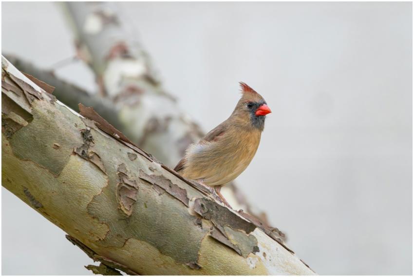 Free stock photo of cardinal, dove