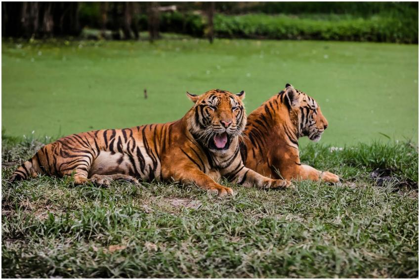 Two Bengal tigers lounging by lush grass, showcasi
