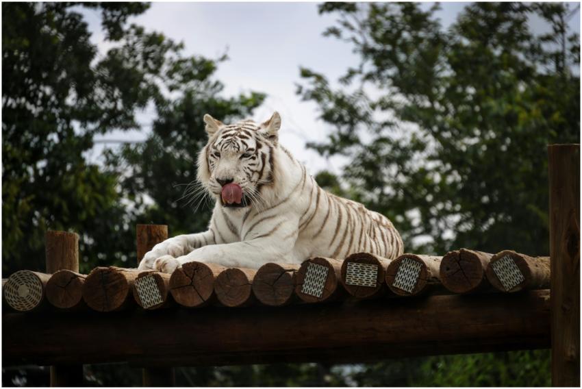 Free stock photo of animals, nature, stripes