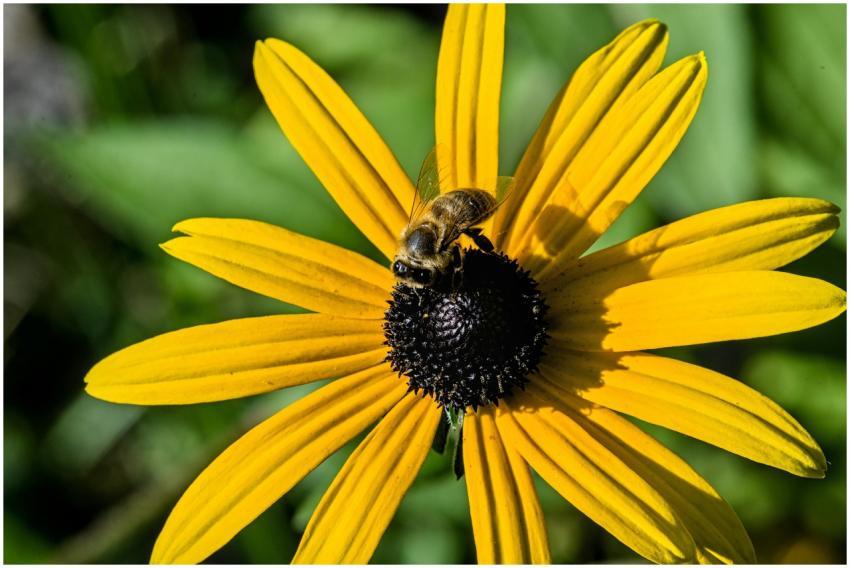 Honeybee collecting nectar on a vibrant yellow flo