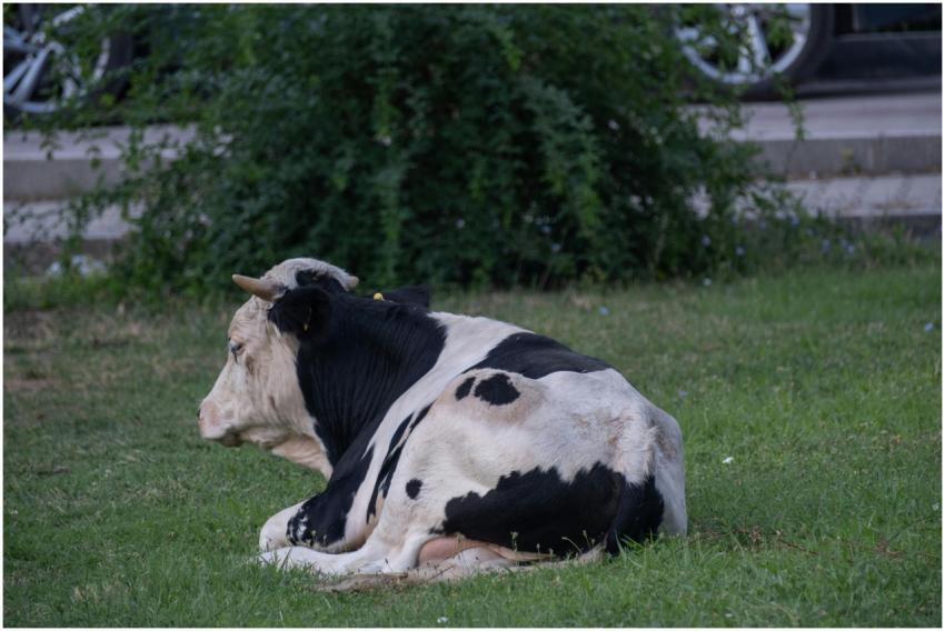 A cow lying peacefully in a grassy field in Bornov