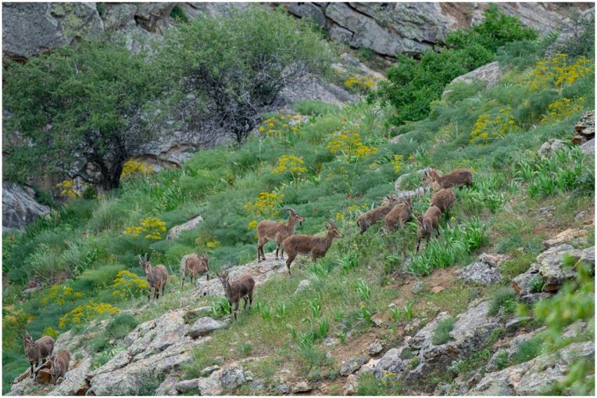 A herd of wild goats grazing on a lush, rocky moun