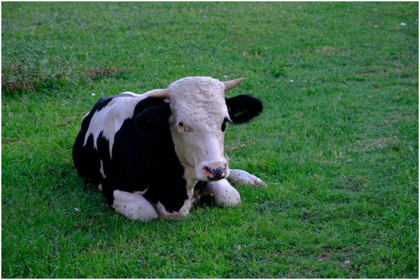 A black and white Holstein cow lying on a lush gre