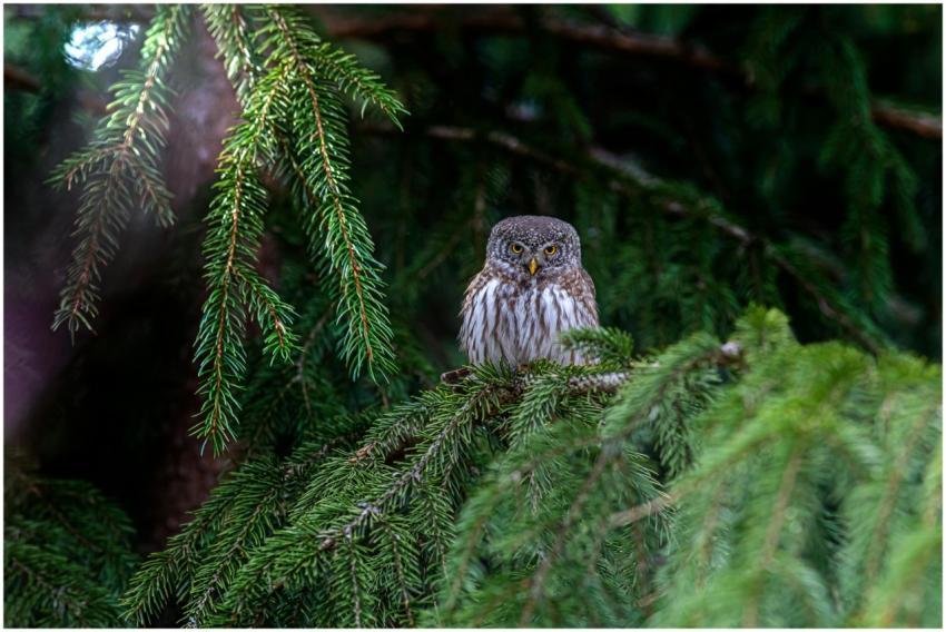 A Eurasian Pygmy Owl perched on a branch in a dens