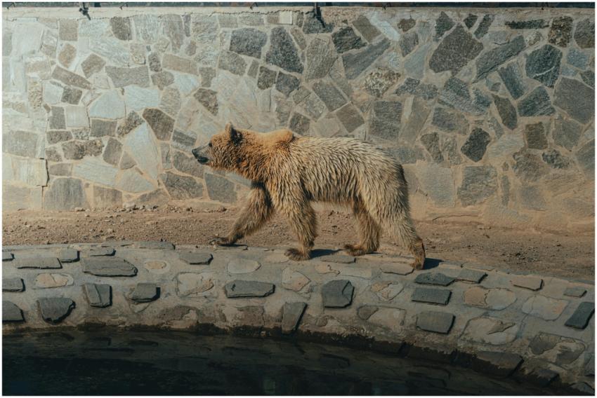 A brown bear walking along a stone wall in a sunli