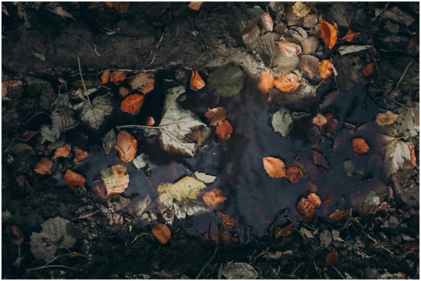 Colorful autumn leaves scattered in a mud puddle,