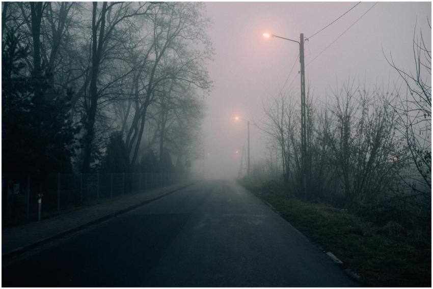 A deserted foggy road lined with bare trees and il