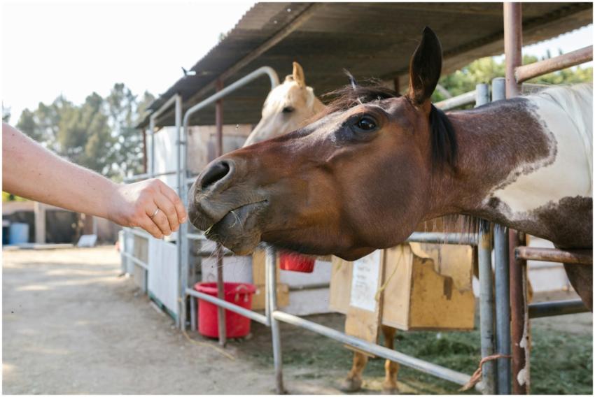 Close-up of a horse being fed by hand at a rural f